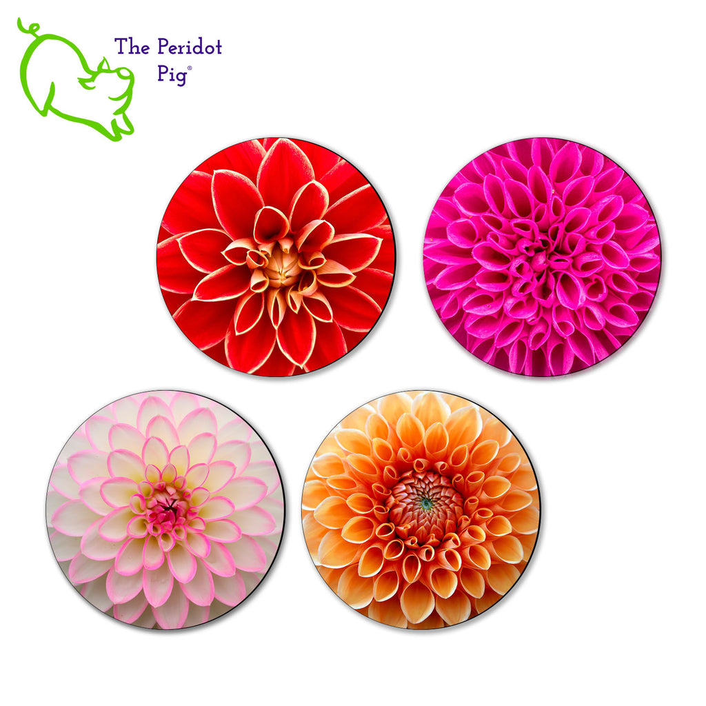 Our neighbor has been fascinated with dahlias this season. We decided to make a set of coasters to tide her over until Spring. This set of four round coasters features closeups of dahlias. Each coaster features a different floral varietal. All four shown in a flat lay view.