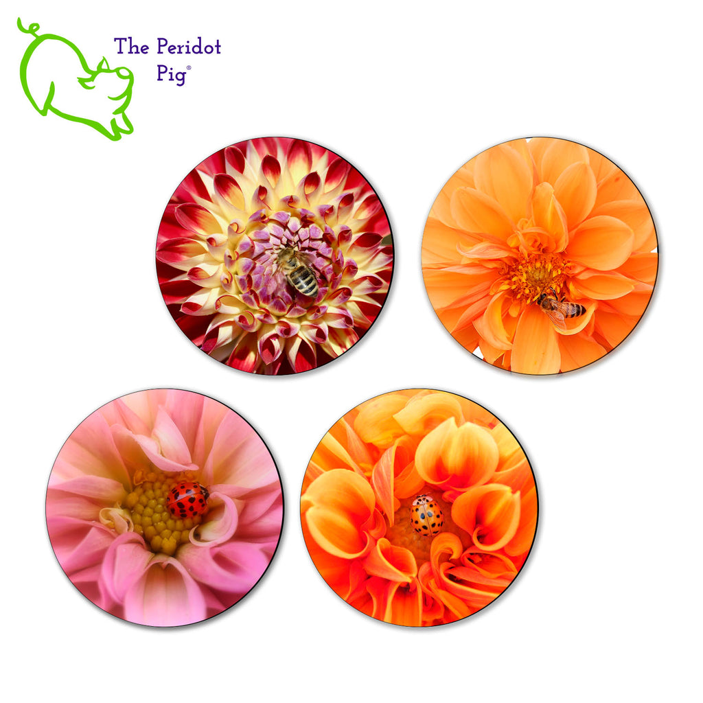 Our neighbor has been fascinated with dahlias this season. We decided to make a set of coasters to tide her over until Spring. This set of four round coasters features closeups of dahlias and each has a little insect friend. Each coaster features a different floral varietal and either a ladybug or bee. Shown in a flat lay of four.